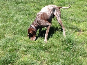 Inhaling a lawn through my nose