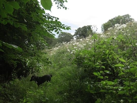 Tilly in a field of Queen Ann's Lace