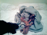 dog bed sculpture photo by jennifer mirsky