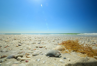 Manatee Habitat Just Offshore