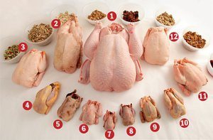 turkey
