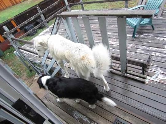 13-Ceilidh-Lady_3202