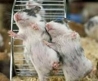 two-mice-dancing.jpg