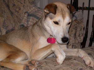 Feebie the dog
