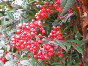 SAMSUNG DIGITAL CAMERA