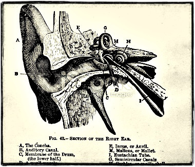 stock-photo-6107627-antique-medical-illustration-inner-ear