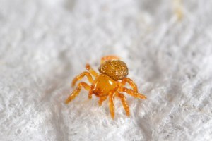 The young spider that emerged from the tower (Photo: Jeff Cremer/PeruNature.com)