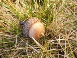 image courtesy of photobucket.com