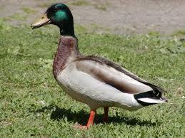 Hi! I'm in your yard! Call me Jasper!