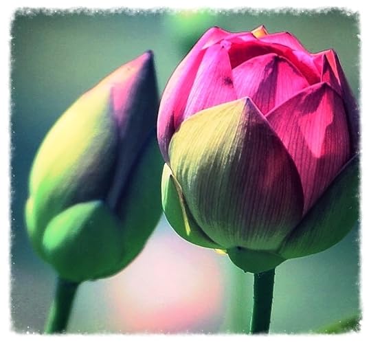  photo 0620dcbb-53a8-455d-893c-fbb7db6916c5_zps9f895beb.jpg