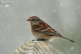 sparrow