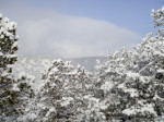 I can just about hear these trees laughing amongst themselves and waiting to dump that snow on the unsuspecting...
