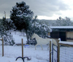 DuncanHorse had an Opinion about the snow