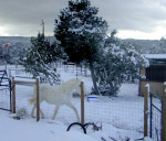 He's not feeling so well these days, but he still has the big Lipizzan Trot!