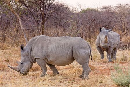Rhino