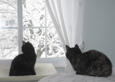 Christmas_Eve_Cats