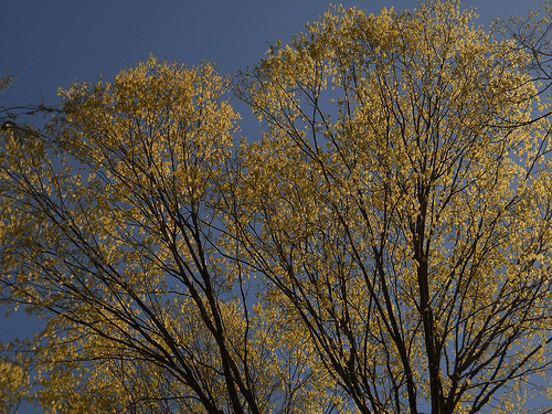 nature's first green is gold