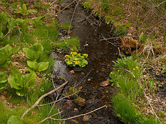marsh marigold