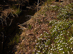 stream on May Day 2013