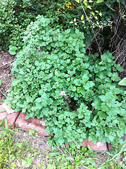 Plant #1 - Wide view