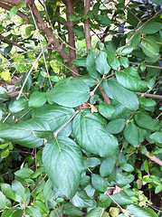 Plant #2 - Tree against the garage