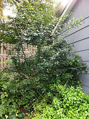 Plant #2 - Tree against the garage