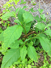 Plant #3 - Close-up view