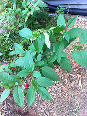 Plant #3 - Wide view