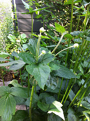 Plant #4 - Close-up view