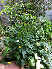 Plant #4 - Wide view