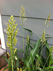 Plant #5 - Close-up view