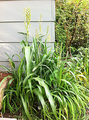 Plant #5 - Wide view