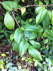 Plant #6 - Close-up view of leaves