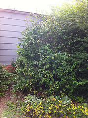 Plant #6 - Wide view