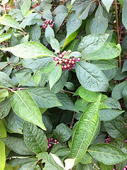 Plant #7 - Close-up view of leaves