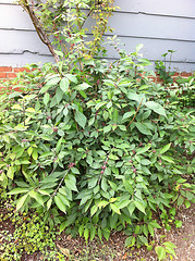 Plant #7 - Wide view