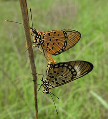 Two butterflies