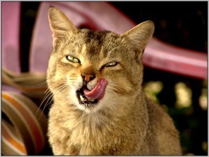 how_to_pick_quality_cat_food