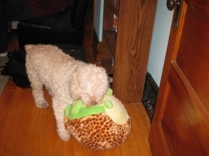 Sophie greets a friend.