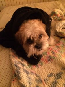 Mom's dog, Caramel, settling in for the night.