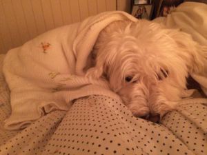 And mom's other dog, Felix, all toasty warm.
