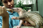 Pangolin in rehab (Photo: Sukree Sukplang/Reuters)