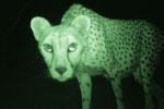 A critically endangered Sarahan cheetah caught by a camera trap: (Photo: Farid Belbachir/ Reuters)