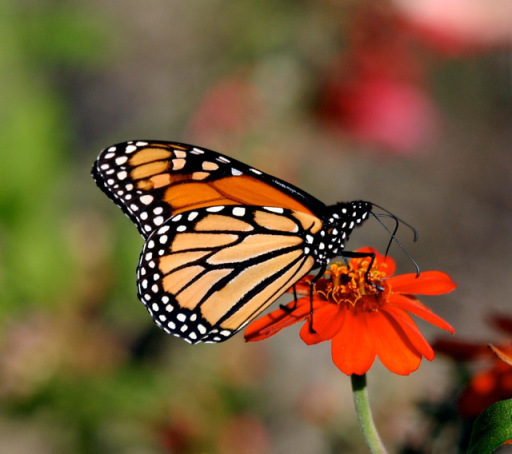 Last of the monarch migration? (Photo: Chip Taylor)
