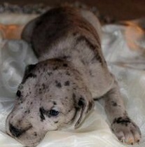 Boy puppy
