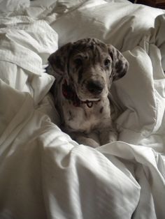 Girl puppy