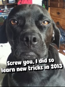 Old dogs CAN learn new tricks