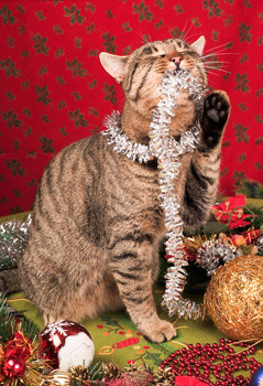 Bad Kitty, playing with Christmas decorations