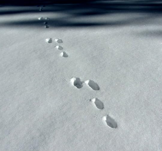 Rabbit Tracks in the Snow