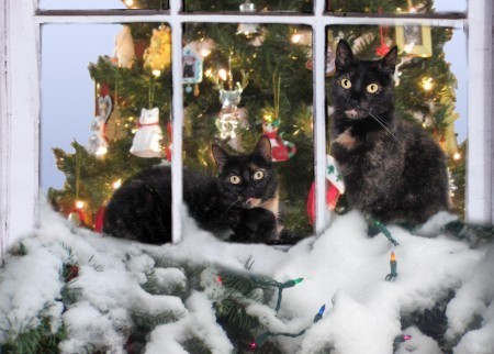 Christmas_cats